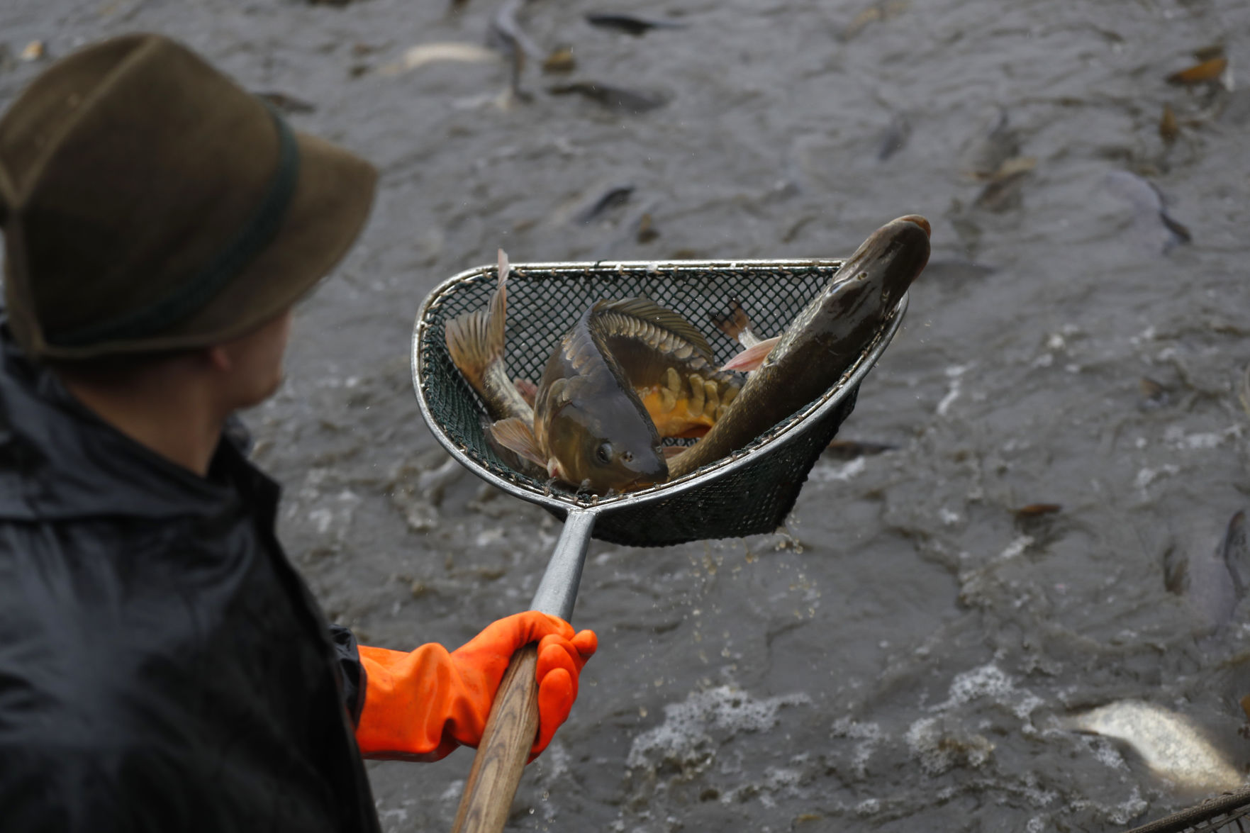 Czech Republic Carp Catching Photo Gallery
